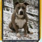 LOLA (Karballido Staffs Girl) es hija del multi Ch. Fraja NE Dark Thunder y multi Ch. Real STaffs Tierra Roja...es una perra bajita, con mucha potencia, una cabeza increible, siempre lista para jugar.